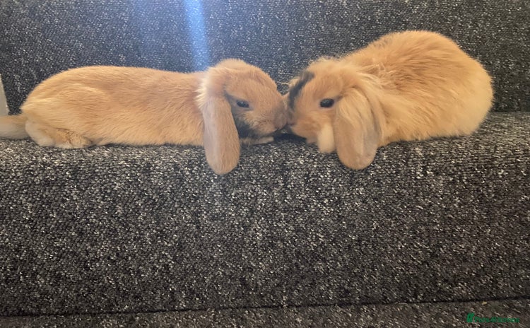 Mini Lop rabbits - Advert 4