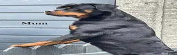 Rottweiler dogs for sale: 🐾 Beautiful Rottweiler Puppies 🐾 - Advert 8