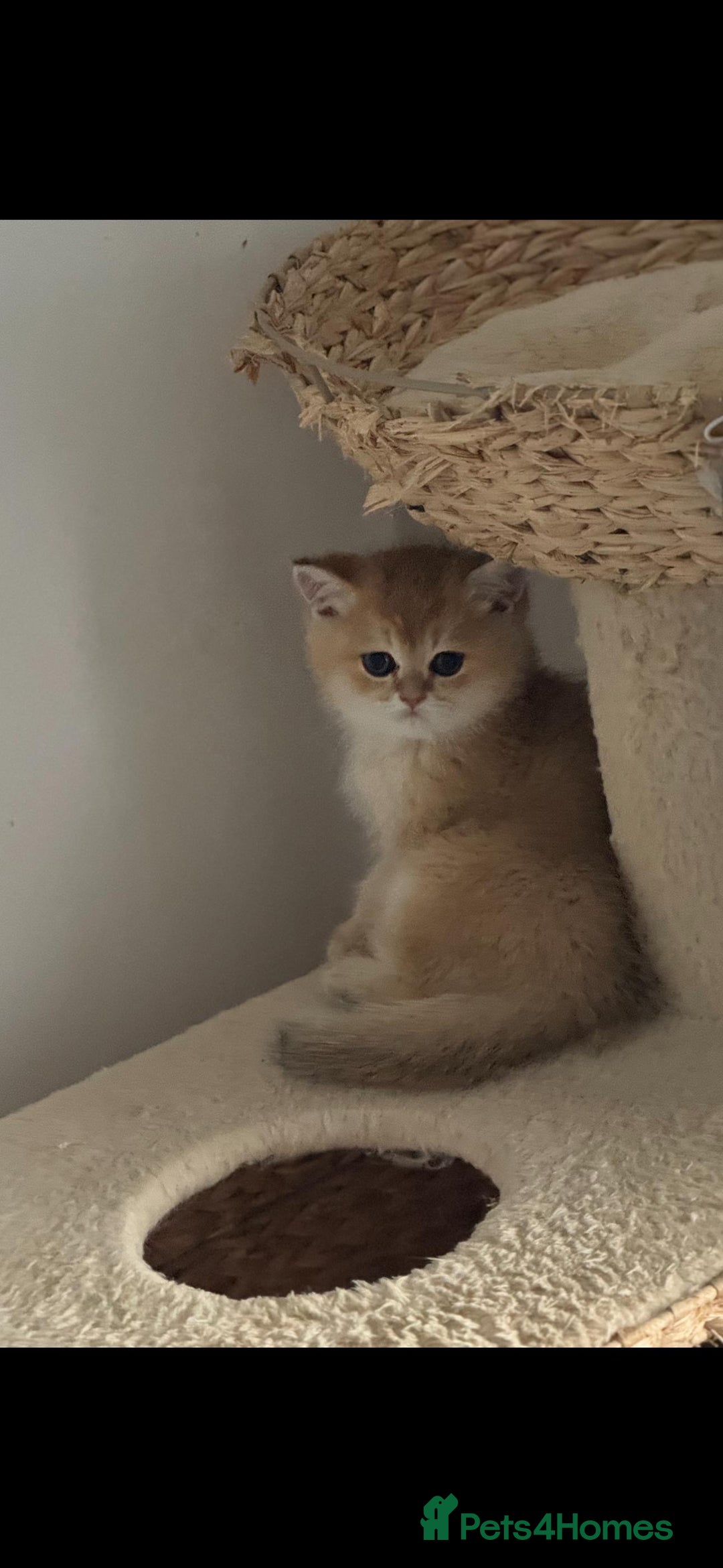 Scottish Fold cats for sale: Purebred Scottish kittens - Image 2