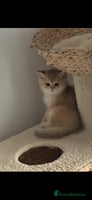 Scottish Fold cats - Advert 2