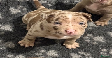 American Bully dogs - Advert 1