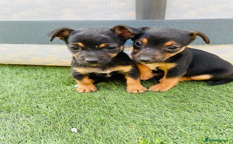Jack Russell dogs - Advert 9