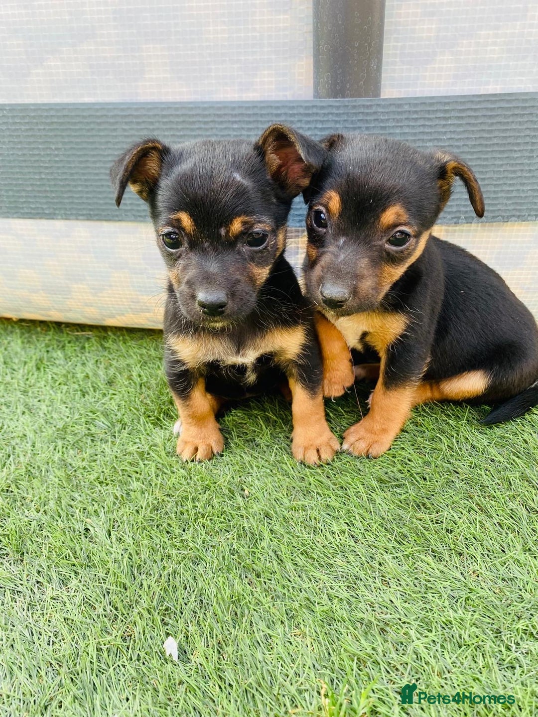 Jack Russell dogs for sale:  Beautiful Jack Russell puppies  - Image 1