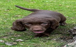 Cocker Spaniel dogs for sale: Cocker Spaniel puppies for sale - Image 8