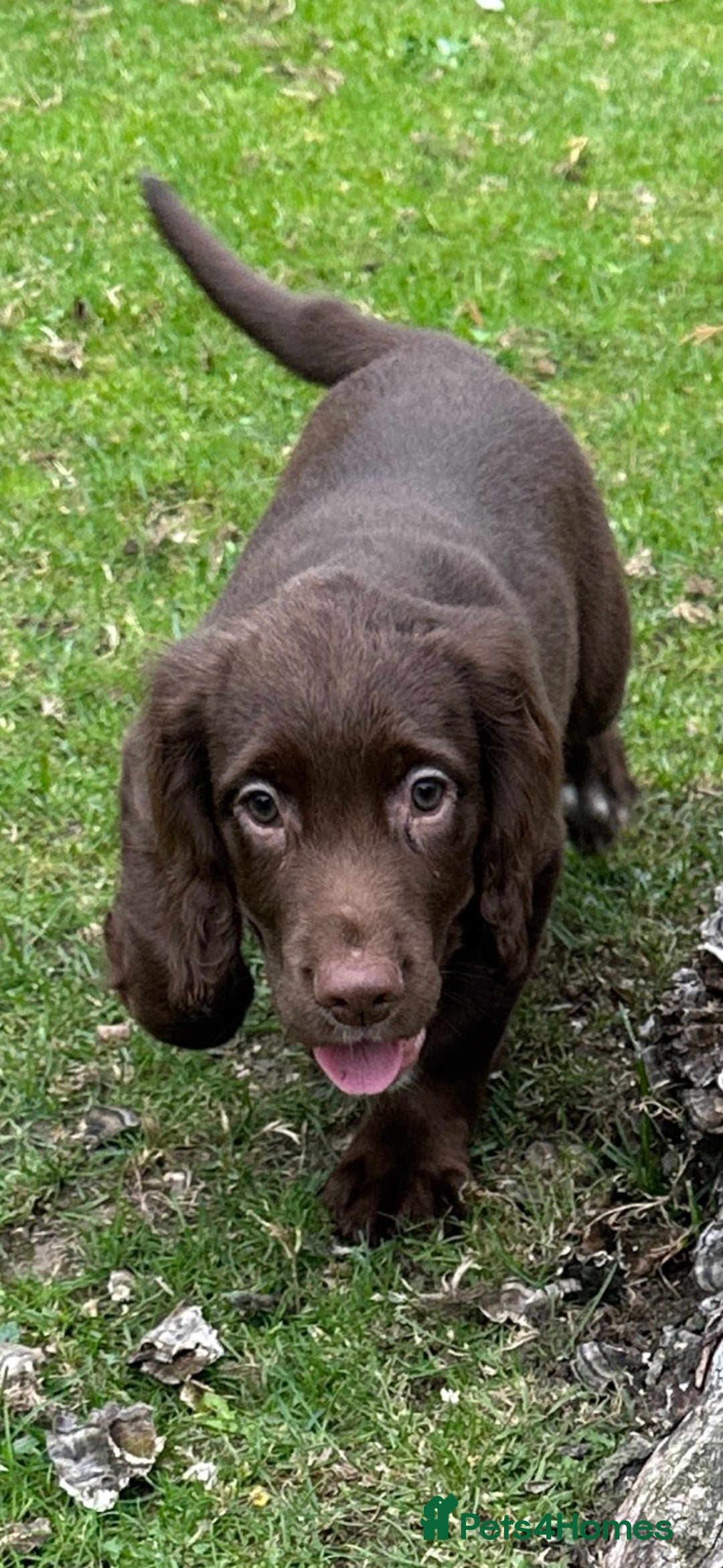 Cocker Spaniel dogs for sale: Cocker Spaniel puppies for sale - Image 8