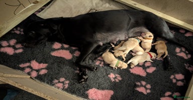 Labrador Retriever dogs Beautiful Labrador puppys  - Advert 6