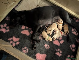 Labrador Retriever dogs Beautiful Labrador puppys - Advert 6