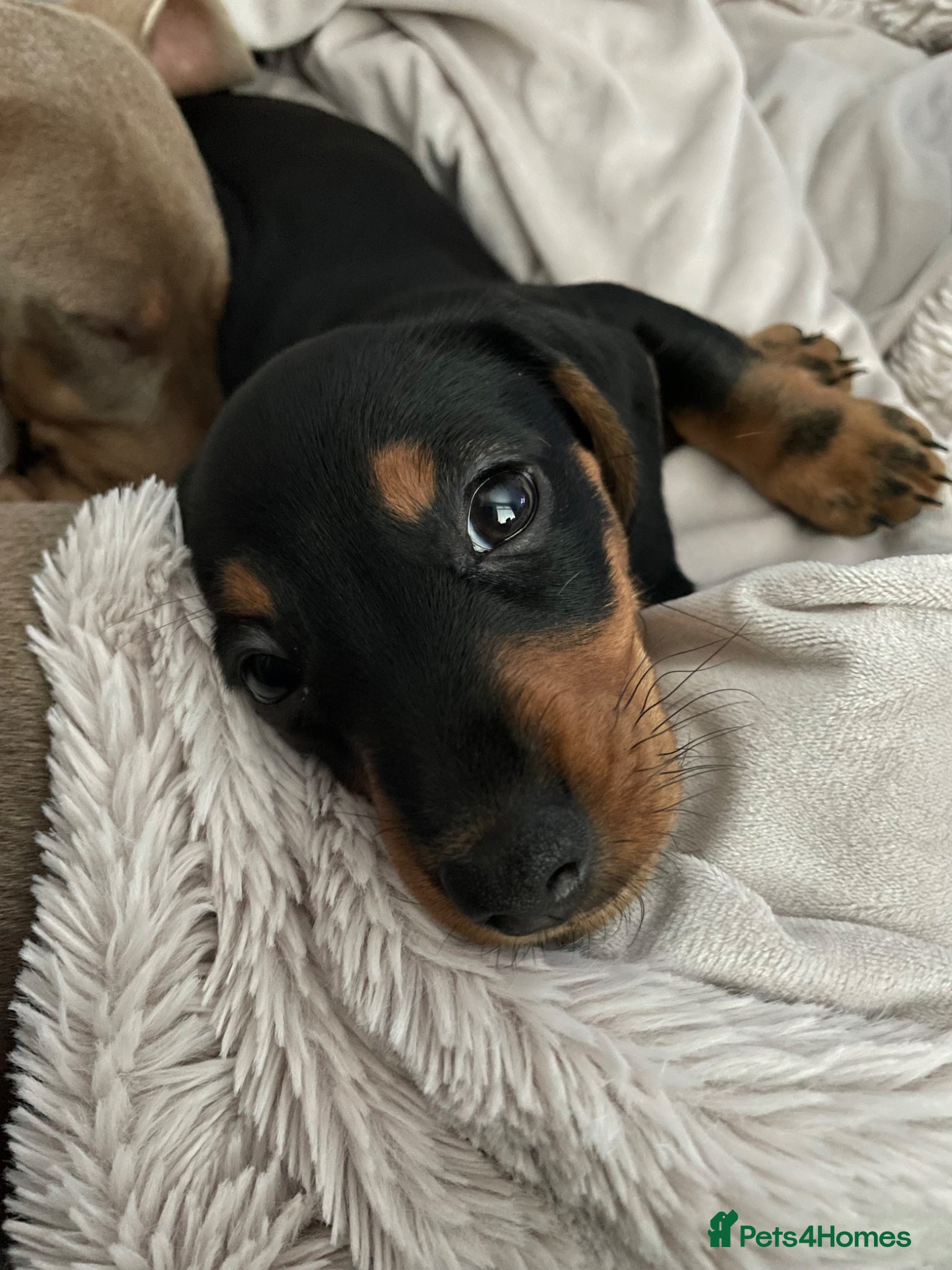 Miniature Dachshund dogs for sale: Female miniature dachshund for sale - Advert 7