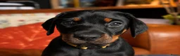 Dobermann dogs for sale: KC reg Dobie Pups | Two girls available - Advert 31