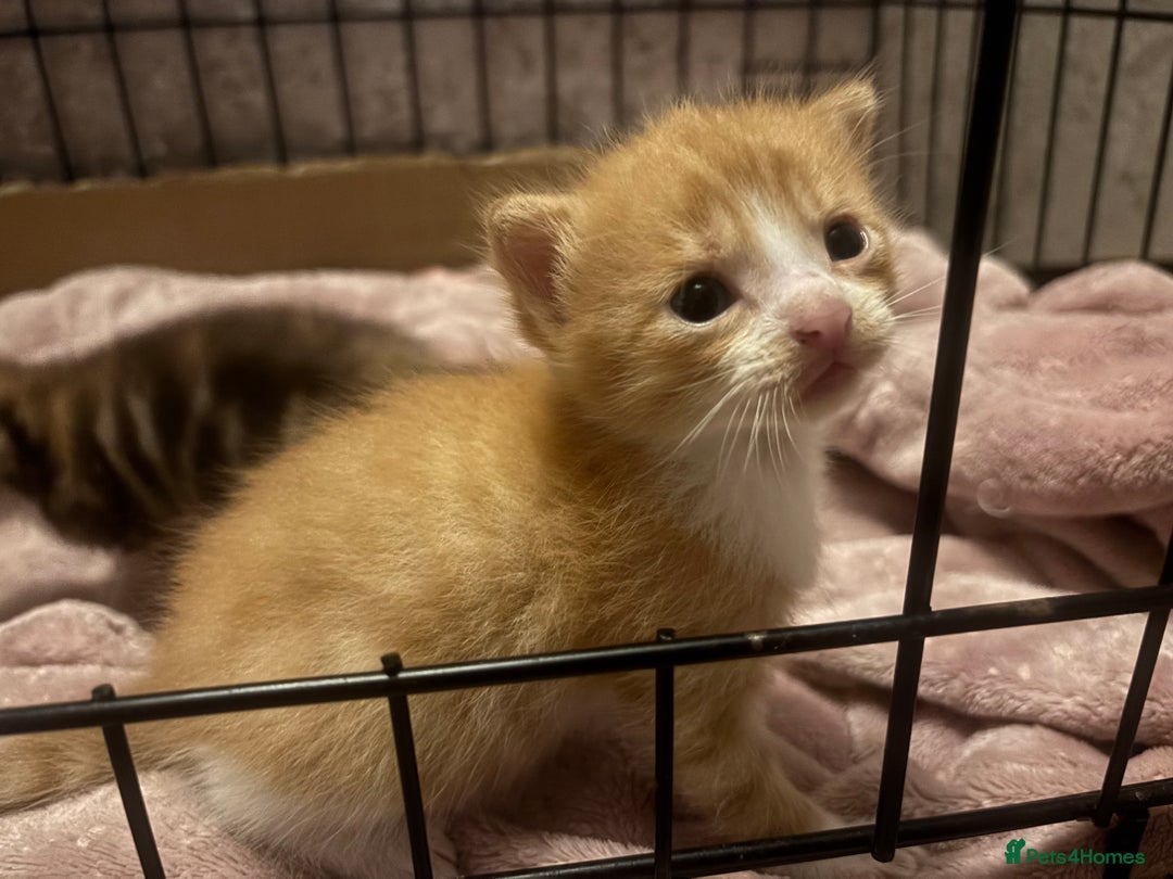 Domestic Shorthair cats for sale: Kittens - Image 11