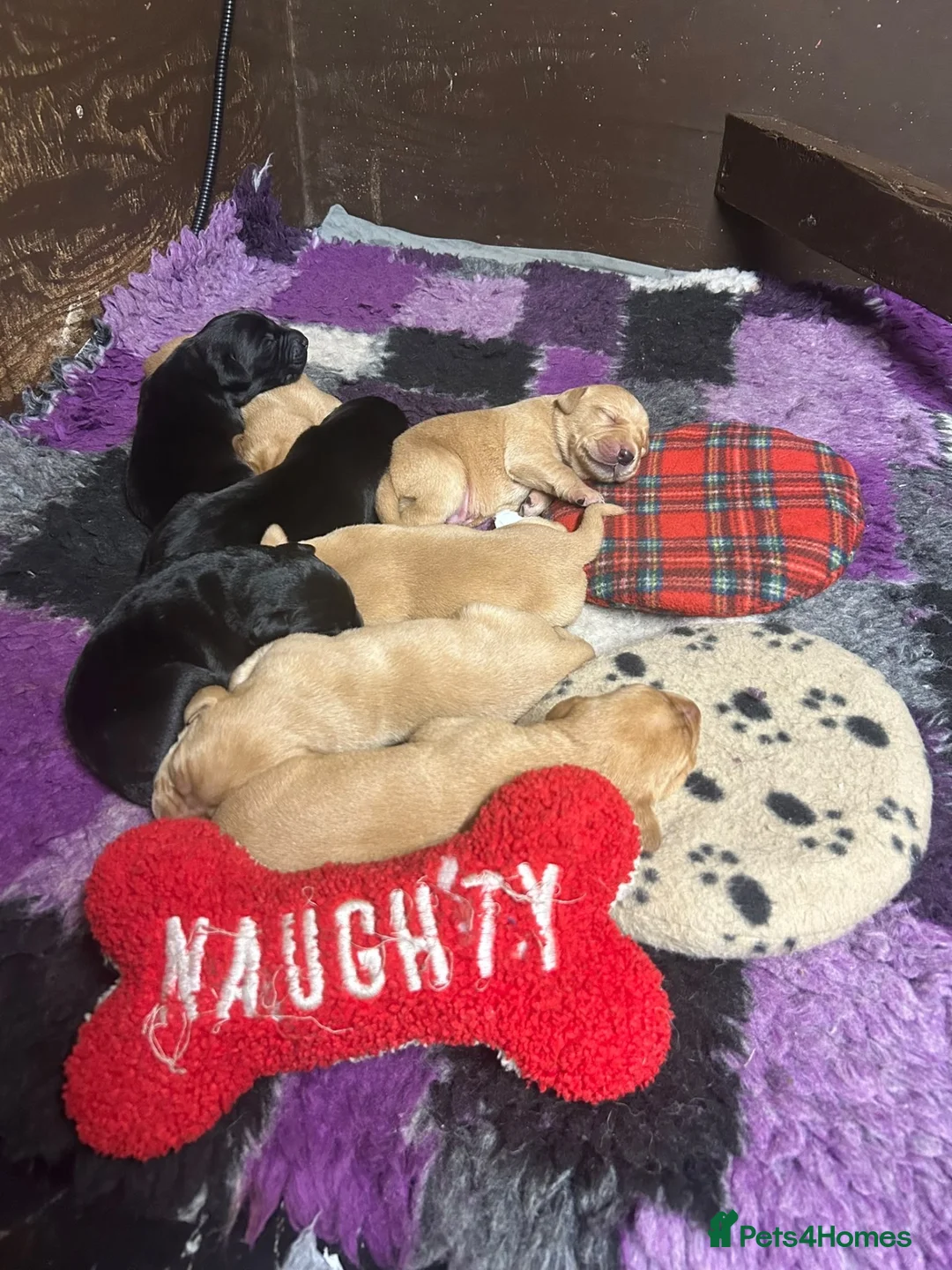 Labrador Retriever dogs for sale: Labrador puppies for sale  - Advert 11