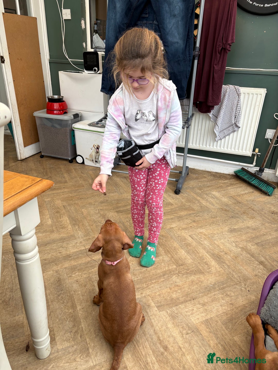 Hungarian Vizsla dogs for sale: 9 week old adorable Hungarian Vizsla Girl - Advert 6