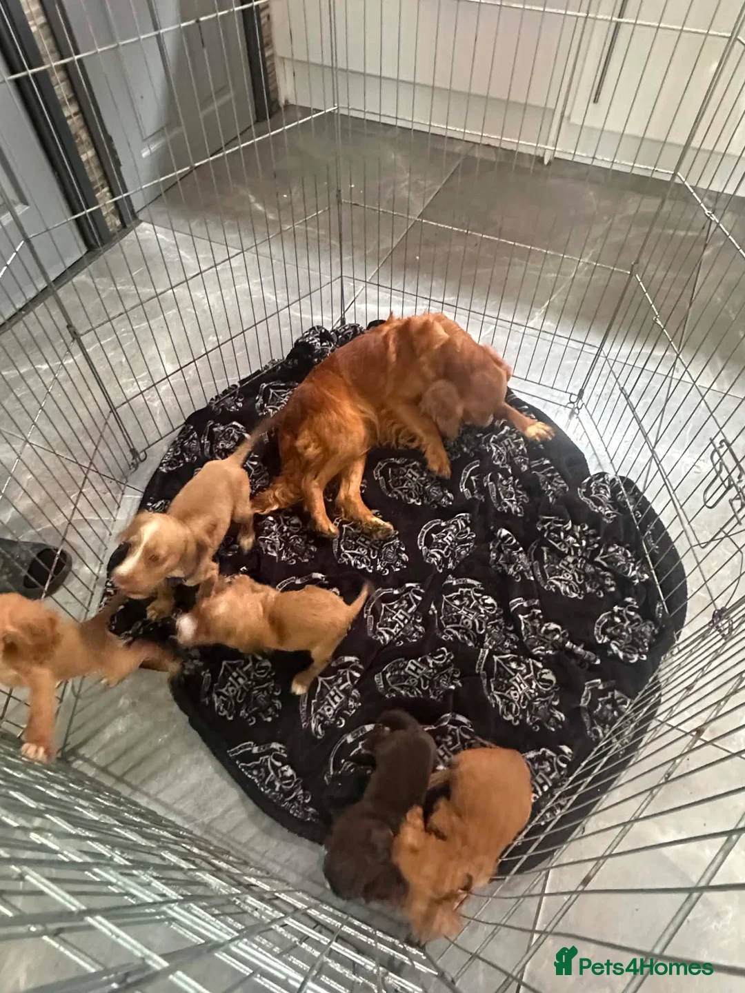 Cocker Spaniel dogs for sale: Working cocker spaniels  - Advert 1