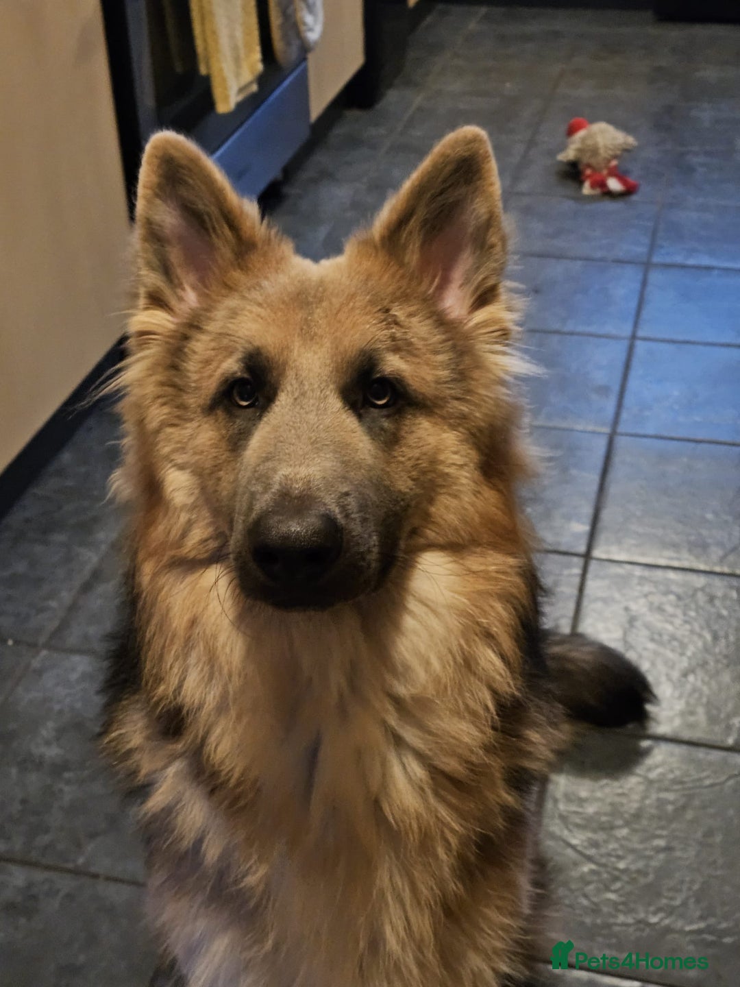 German Shepherd dogs for sale: German shepherd  - Advert 4