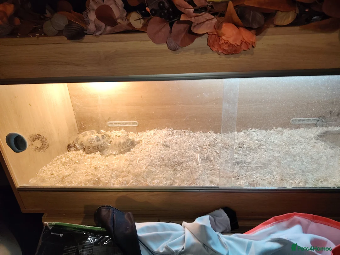 Tortoise reptiles for sale: 2 tortoises for sale - Advert 2