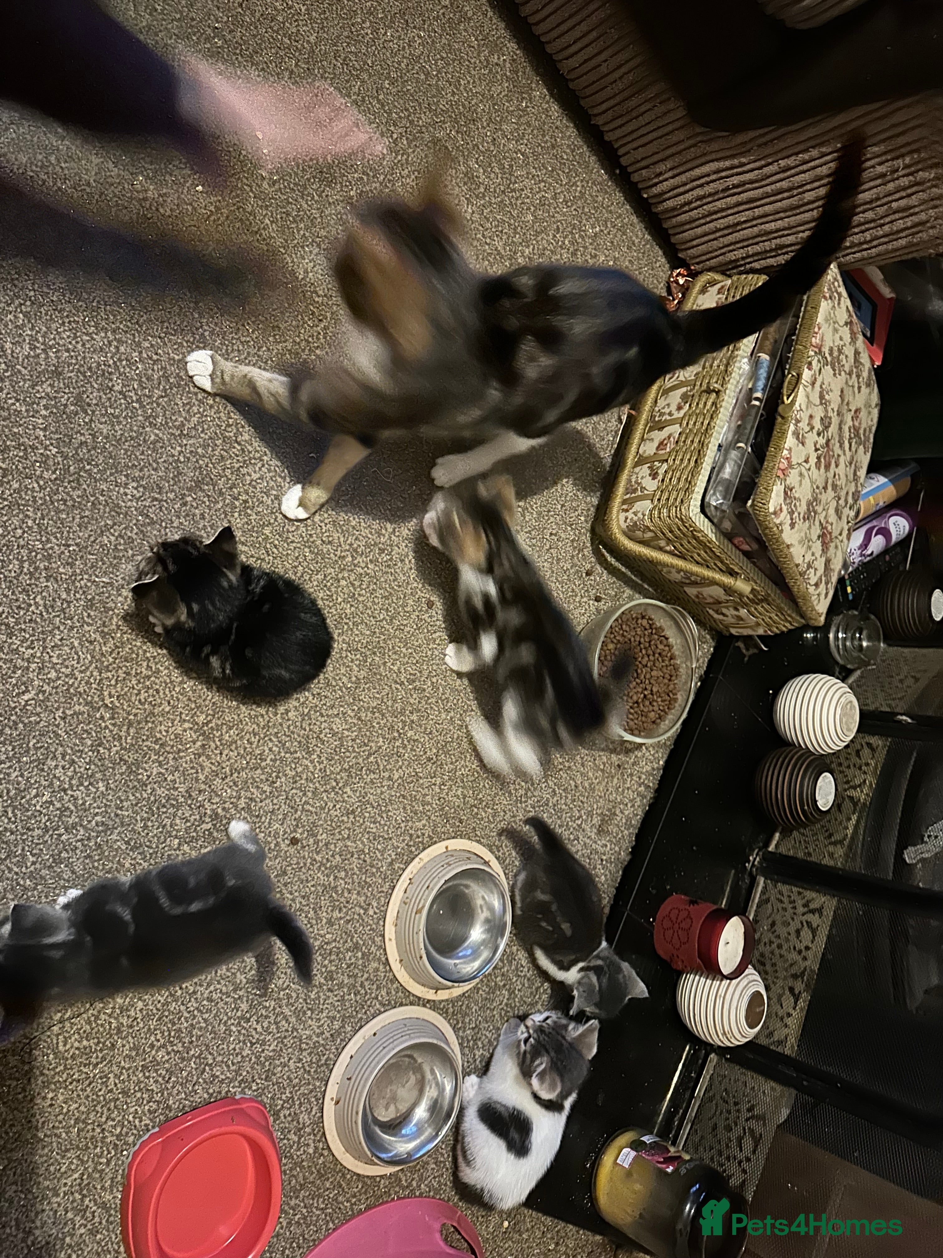 Mixed Breed cats for sale: Mixed breed kittens  - Advert 4