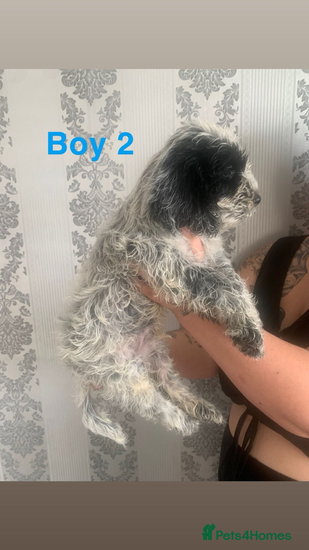 Cockapoo dogs for sale: Beautifulf1cockapoopuppies for their forever homes - Image 7