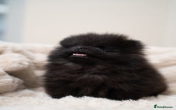 Pomeranian dogs for sale: READY TO LEAVE STUNNING True to type Pomeranians🩷 - Image 7