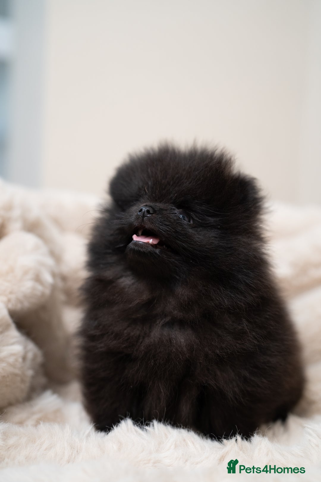 Pomeranian dogs for sale: READY TO LEAVE STUNNING True to type Pomeranians🩷 - Image 7