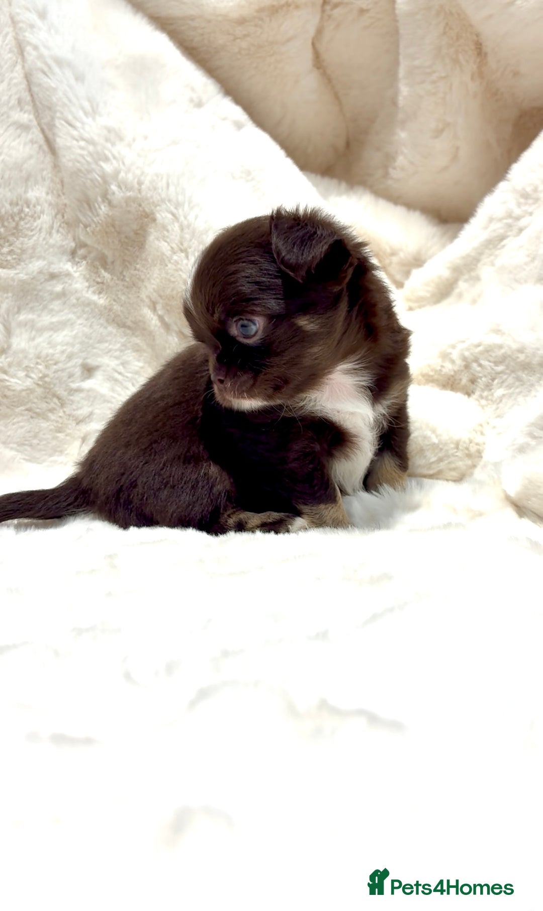 Chihuahua dogs for sale: QUALITY LONG COAT KC CHIHUAHUA PUPPIES  - Advert 26