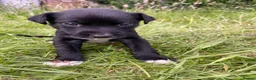 Mixed Breed dogs for sale: LAST ONE Beautiful mixed breed. DNA profile added - Advert 16