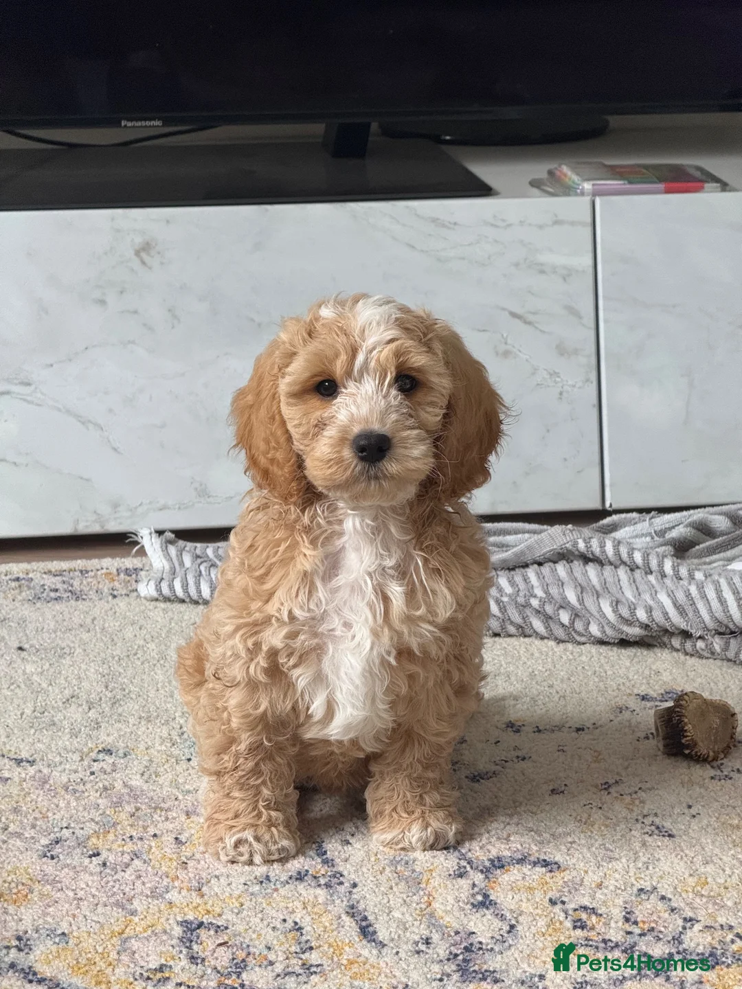 Cockapoo dogs for stud: Handsome F1 miniature cockapoo for stud - Advert 13