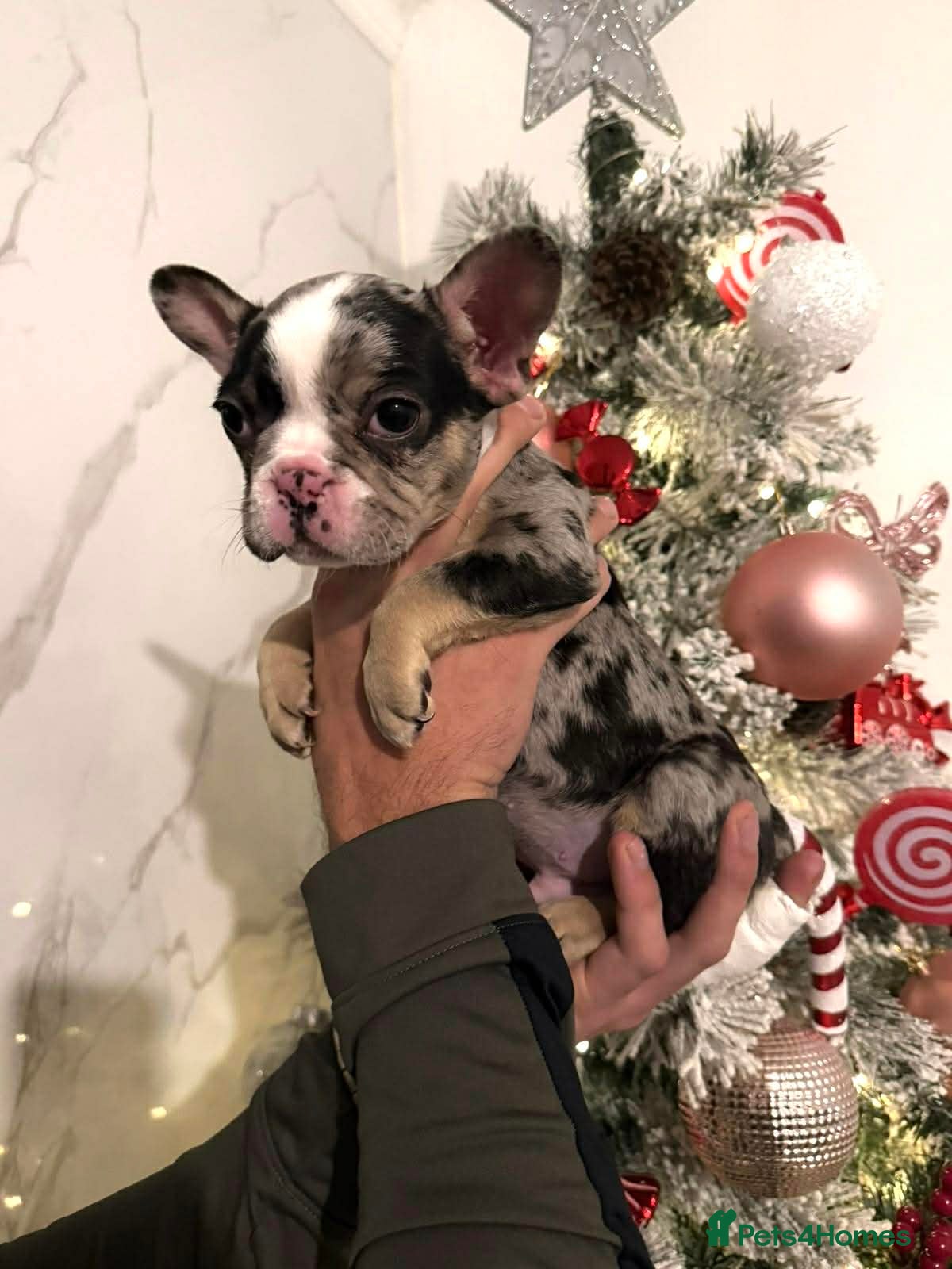 French Bulldog dogs Black Merle and tan puppy frenchie male - Advert 3