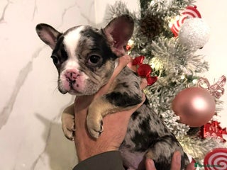 French Bulldog dogs Black Merle and tan puppy frenchie male - Advert 17