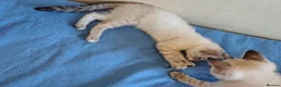 Mixed Breed cats for sale:  1 girl left lynx point - BLUE eyed ragdoll mix - Advert 10