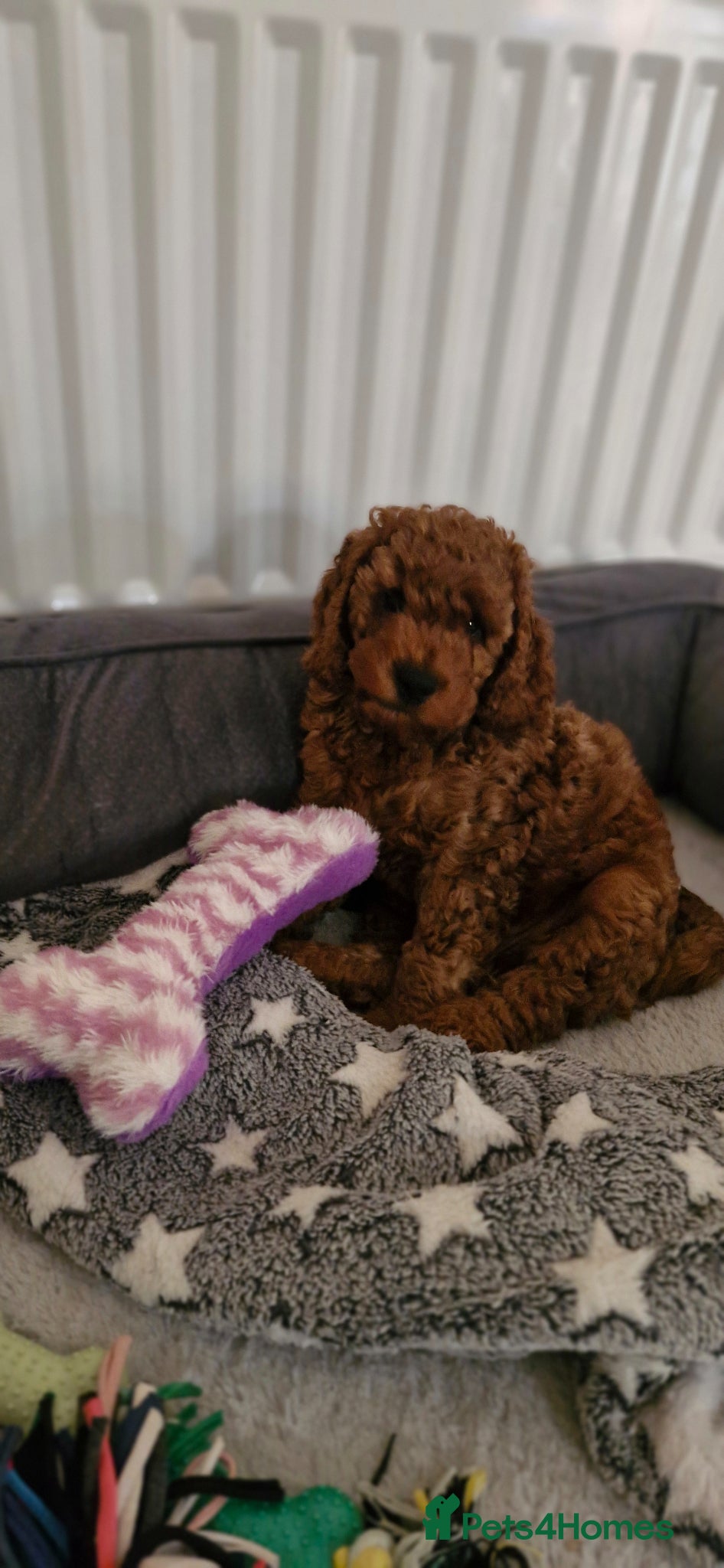 Cockapoo dogs Cockapoo f1b 5 boys [1 available] - Advert 14