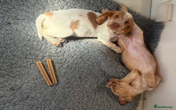 Cocker Spaniel dogs for sale: REDUCED TO FIND THE BEST HOME £750 - Image 4