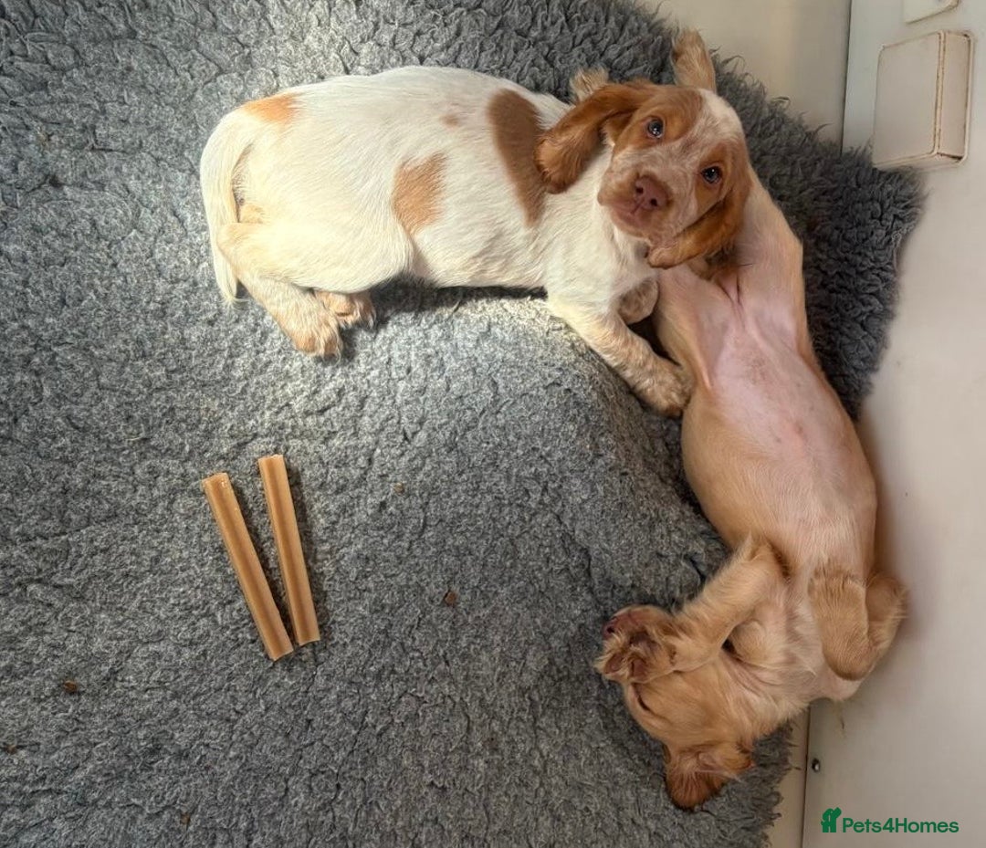 Cocker Spaniel dogs for sale: REDUCED TO FIND THE BEST HOME £750 - Image 4