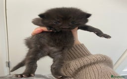Ragdoll cats for sale: 5 beautiful ragdoll cross tabby  - Image 7