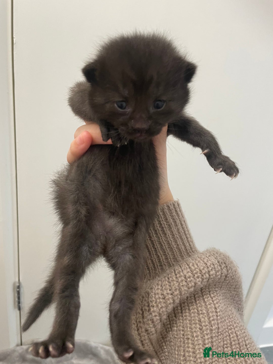 Ragdoll cats for sale: 5 beautiful ragdoll cross tabby  - Image 7