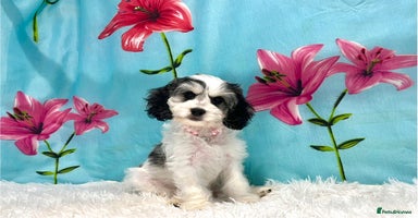 Cockapoo dogs - Advert 12