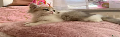 British longhair Teddy Bear