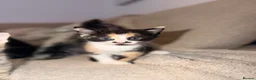 Domestic Shorthair cats for sale: Calico Kitten Ready for Her Forever Home ❤️ - Advert 4