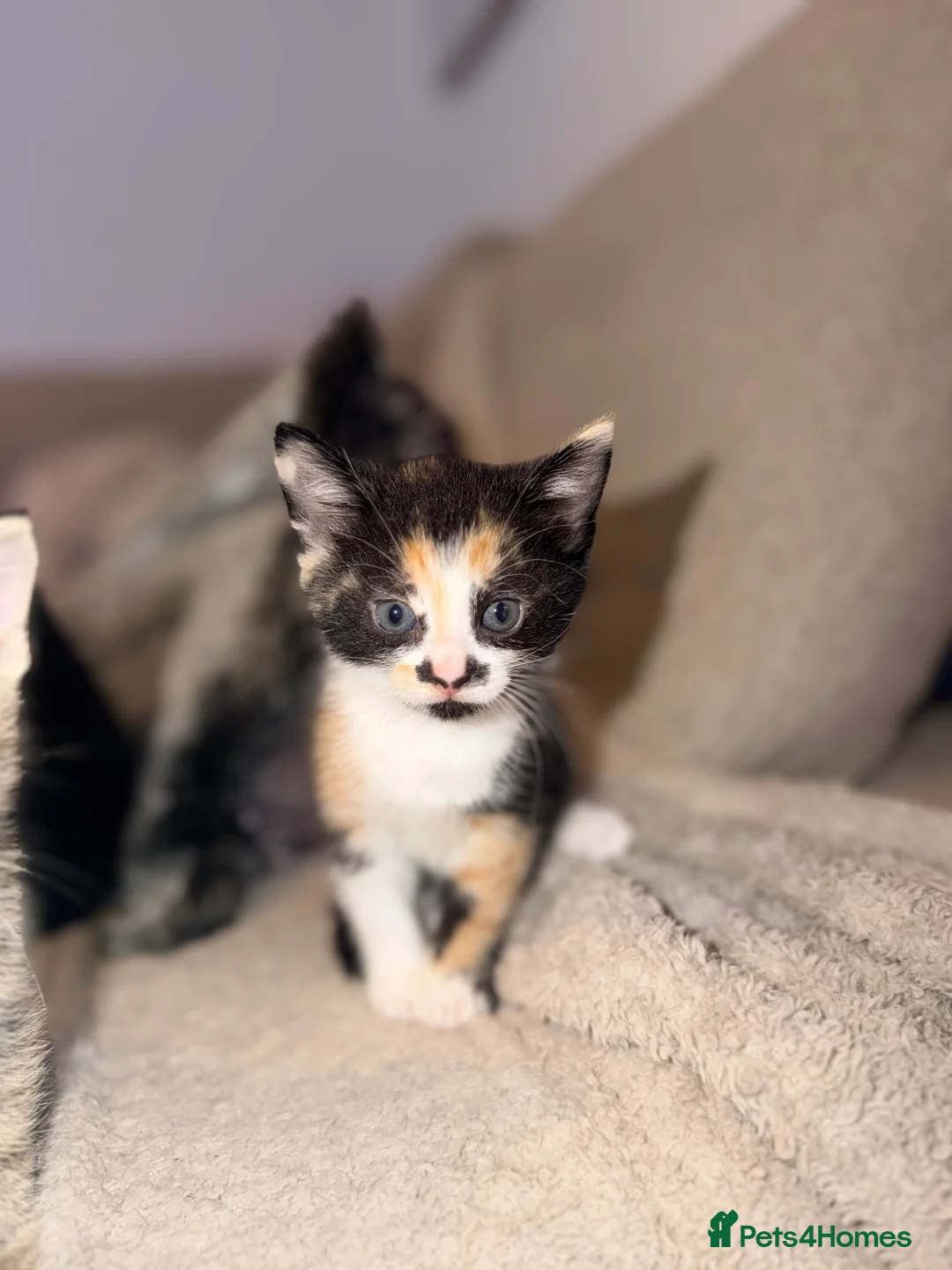 Domestic Shorthair cats for sale: Calico Kitten Ready for Her Forever Home ❤️ - Advert 4
