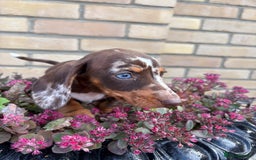 Miniature Dachshund dogs for sale: Miniature Dutch hound - Image 2
