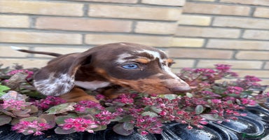 Miniature Dachshund dogs - Advert 12