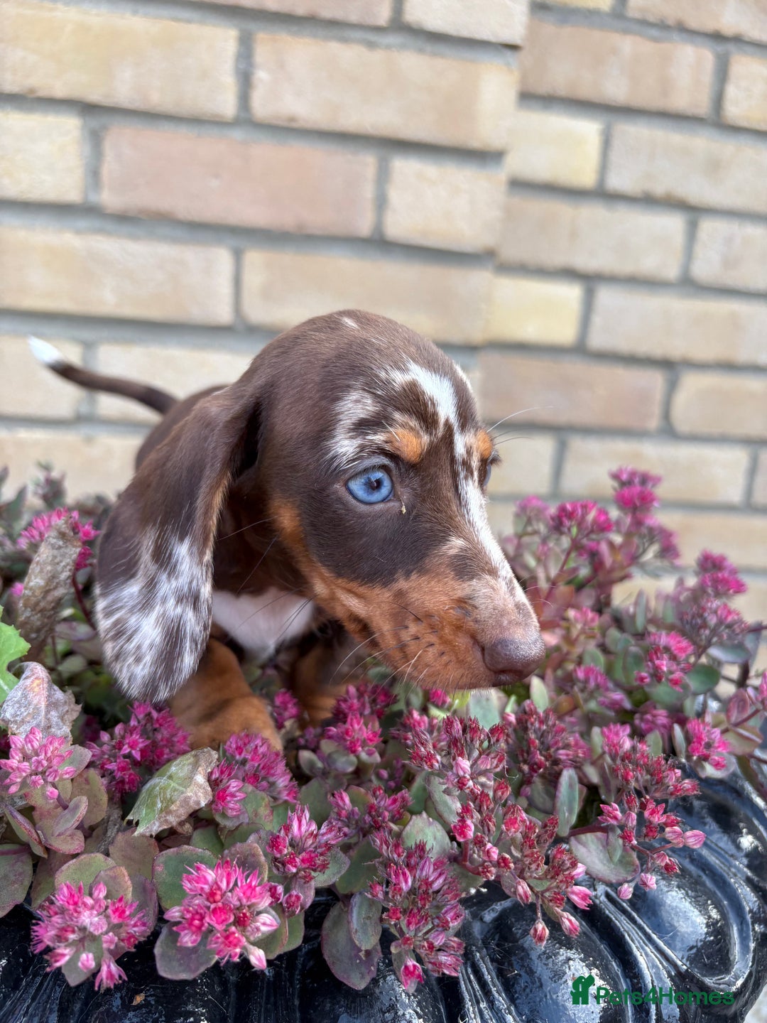 Miniature Dachshund dogs for sale: Miniature Dutch hound - Image 2