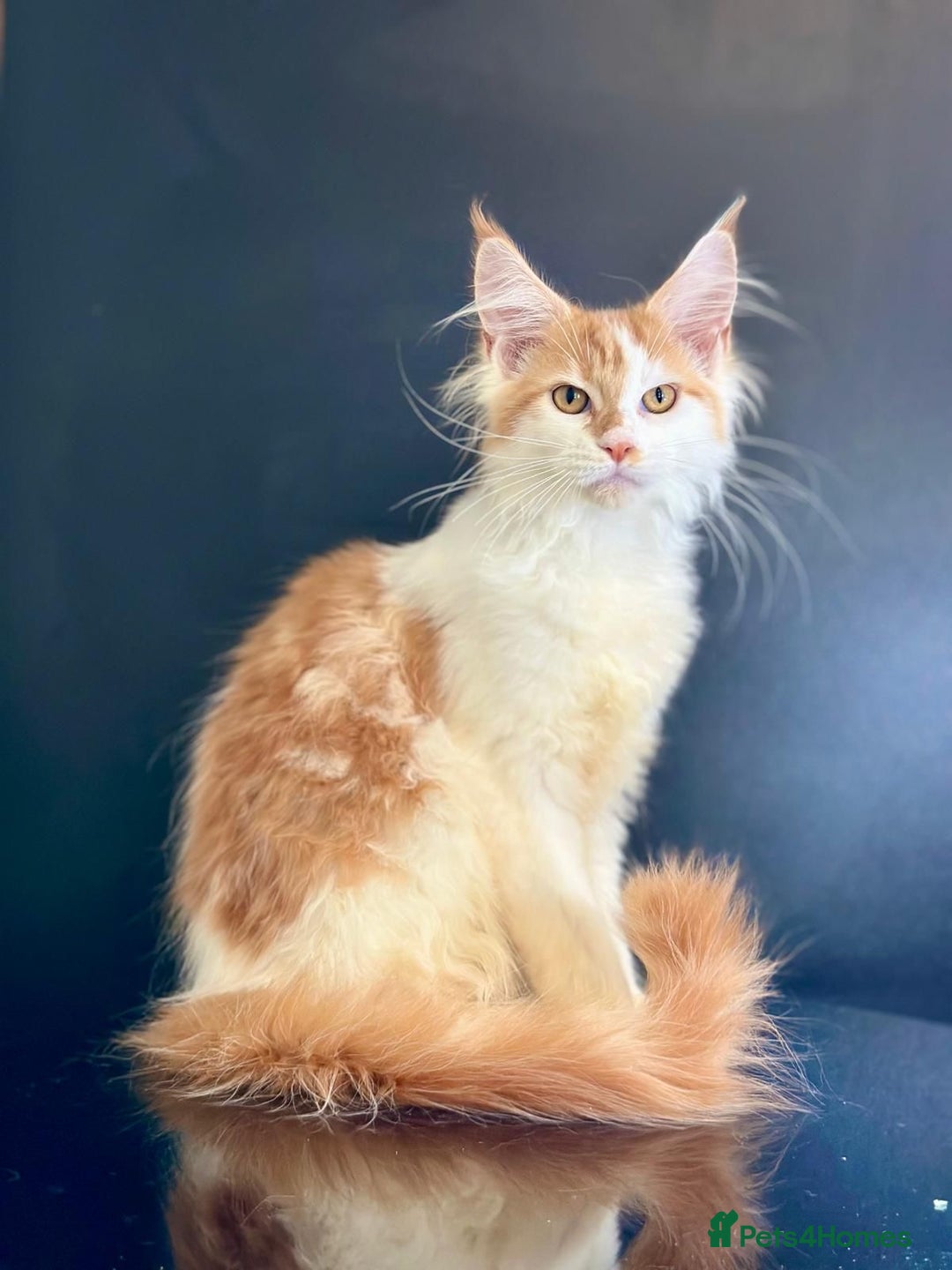 Maine Coon cats for sale: Maine Coon Kittens  - Image 9