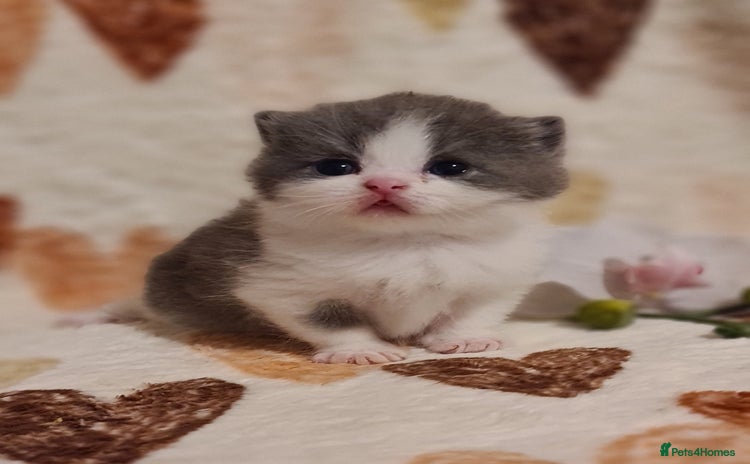 British Shorthair cats - Advert 1