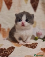 British Shorthair cats - Advert 1