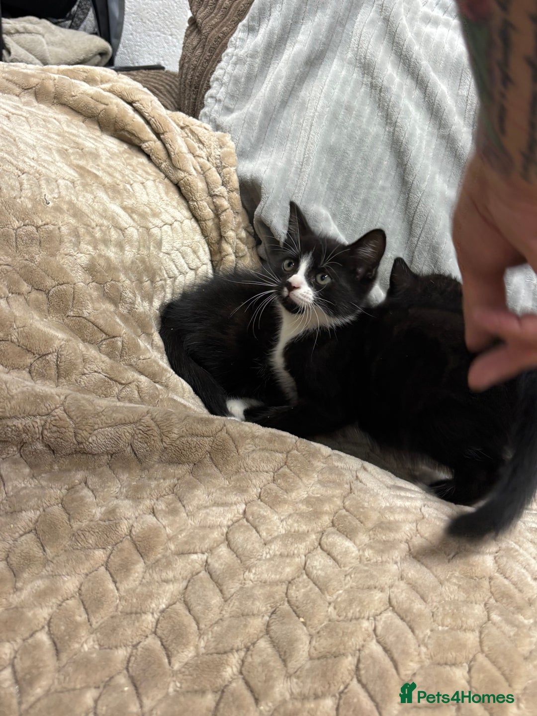 British Longhair cats for sale: 3 beautiful kittens - Image 7