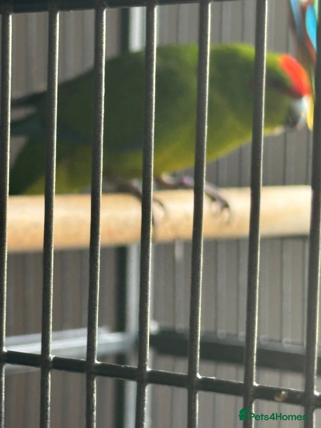Parrots birds for sale: Make Kakariki  in Stowmarket - Advert 2