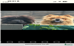 Chow Chow dogs for sale: One boy chow chow puppy  - Image 4