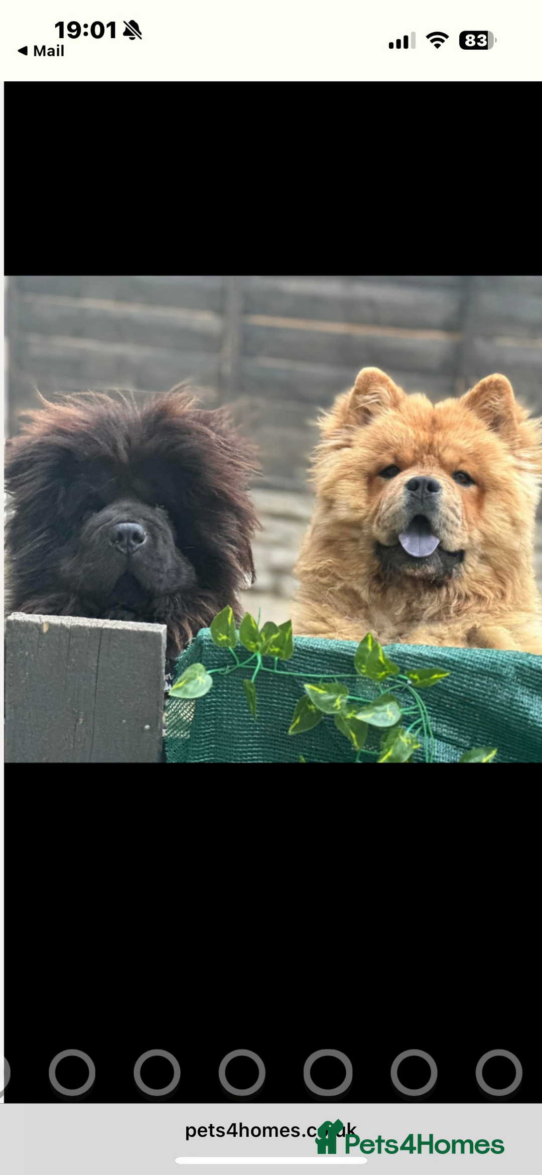 Chow Chow dogs for sale: One boy chow chow puppy  - Image 4