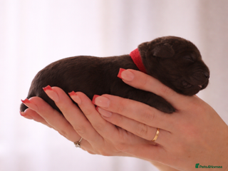 Labrador Retriever dogs Chocolate Labradors KC - Advert 12