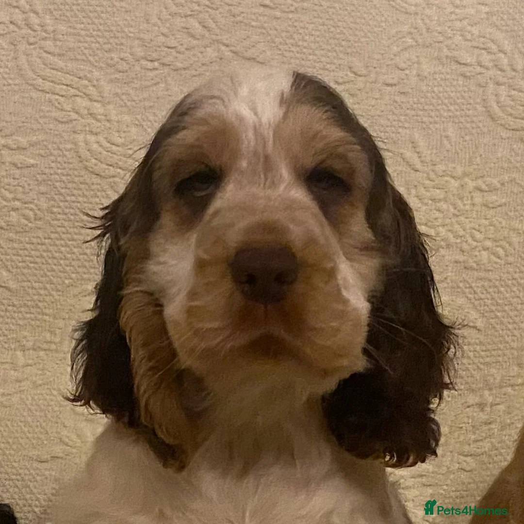 Cocker Spaniel dogs for stud: KC ‘Best Practice’ Health 🐾Show 🐾180+ pups born in Preston - Advert 17